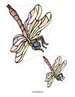Insects theme activity - order by size dragonflies.