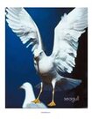 Sea gull photo poster