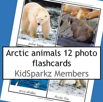 Arctic Animals flashcards - 12 large photo flashcards/color