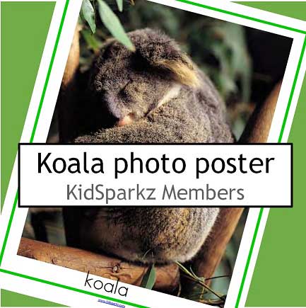 koala poster