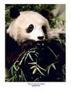 Panda bear photo poster.