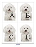 Dogs alphabet cards