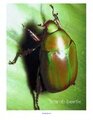 Scarab beetle photo teaching poster.