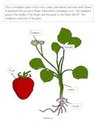 Strawberries theme activity- parts of a plant - includes parts cards to match.
