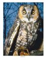 Owl photo poster