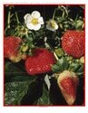 Strawberries 6 piece puzzle - different stages of a strawberry as it grows