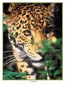 Rainforest jaguar poster