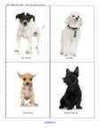 Dogs flashcards