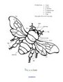 Insects printable - parts of the body labeled.