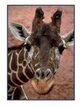 Giraffe photo puzzle