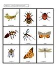 Insects theme lotto matching  - print 2 copies.