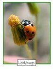 Ladybug poster