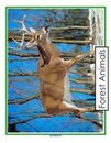 Forest animals theme deer poster.