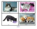 Cats - 16 large photo flashcards.