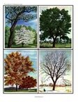 Deciduous trees in 4 seasons flashcards.