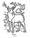 Deer coloring worksheet