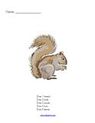 Squirrels - count and draw sets printable