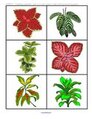 Garden theme - match plants - 12 different cards. Print 2 copies