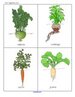 Root vegetable flash cards (16)