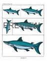 Sharks order by size.
