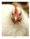 Chicken photo poster