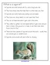 Squirrels information - What is a squirrel?