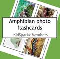 Amphibians photo flashcards. 