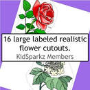 Flowers - large manipulative cut outs - 16 flowers