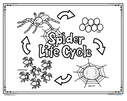 Spiders' life cycle in bw. 