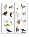 Birds - What does not belong?