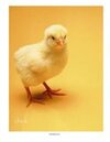 Chick photo poster