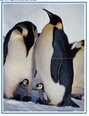 Penguins photo puzzle