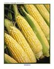 Corn theme photo poster or puzzle. 