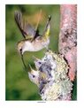 Hummingbird photo poster