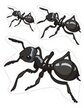 Insects theme activity - order by size ants.