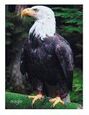 Eagle photo poster 