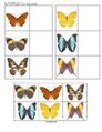 Butterflies theme matching - cut and paste in color.