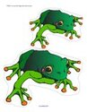 Rainforest tree frog order by size activity.