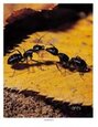  Ants photo teaching poster