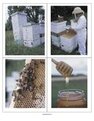 Bee farm photo flashcards.