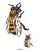 Insects theme activity - order by size bees.