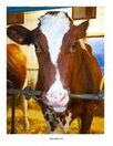 Cow photo poster