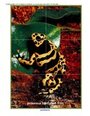 Frogs 6 piece photo puzzle.