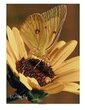 Butterfly photo teaching poster