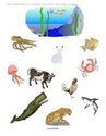 Ocean discussion - Which animals live in this habitat?