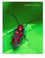 Beetle photo teaching poster  