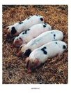 Piglets photo poster