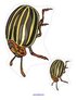 Insects theme activity - order by size beetles.