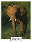 Elephants photo poster