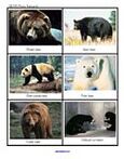 Bears photo flashcards - 12 photos